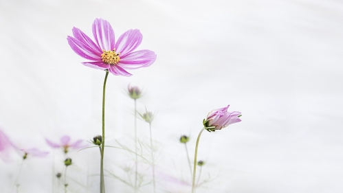 Close up of purple flowers with grey sky