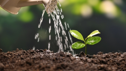 Close up of new sprout being watered