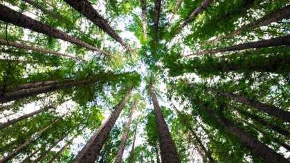 Upward image of tops of trees